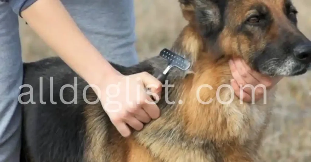  Black German Shepherd grooming