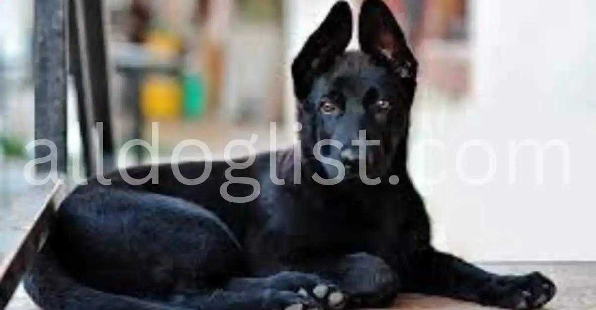 Black German Shepherd Characteristics and Care