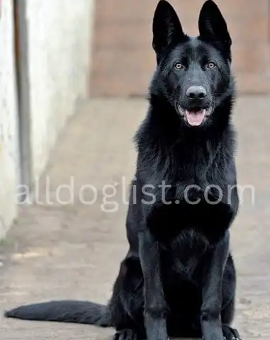 Black German Shepherd Size and height