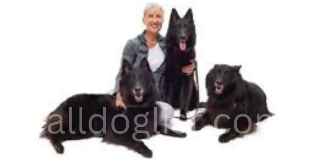 Black German Shepherd training