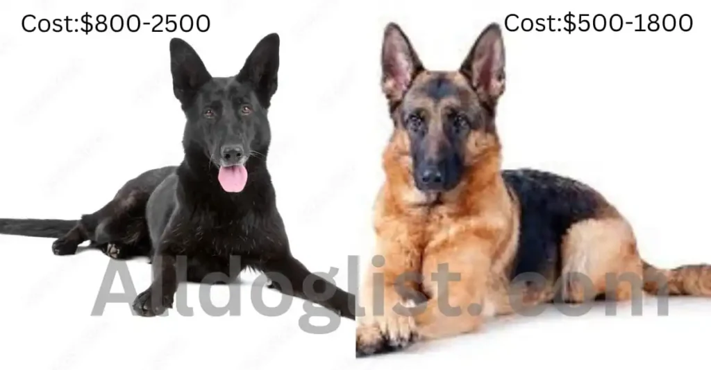 cost of  Black German Shepherd and general German Shepherd 